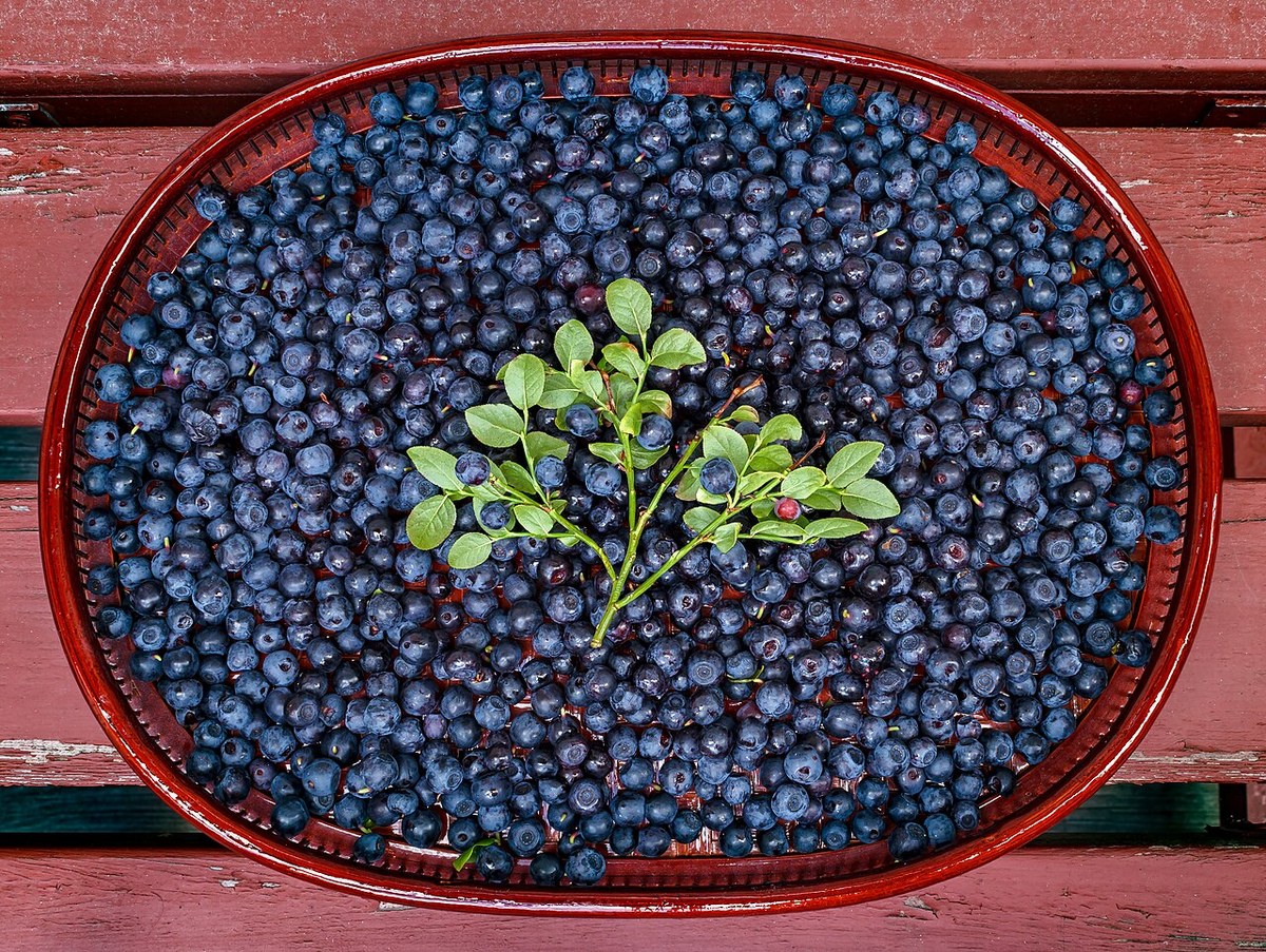 Afin negru de pădure (Vaccinium myrtillus) — fructe de pădure congelate IQF, Fruit Sauvage