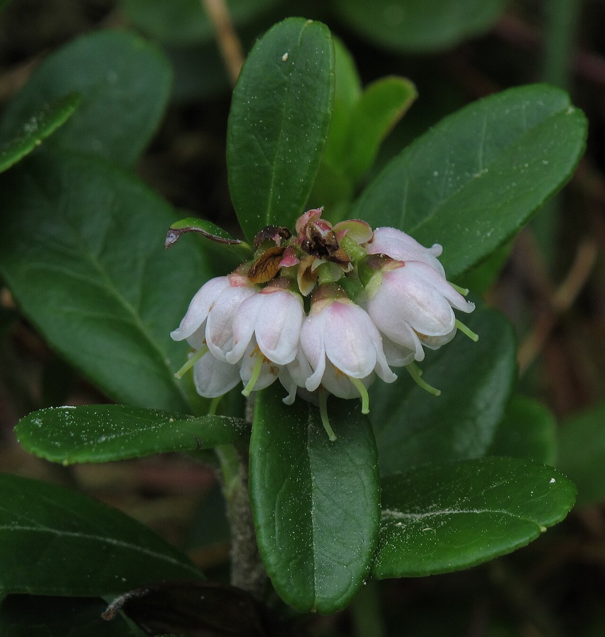 Afin roșu (merișoară) (Vaccinium vitis-idaea) — fructe de pădure congelate IQF, Fruit Sauvage