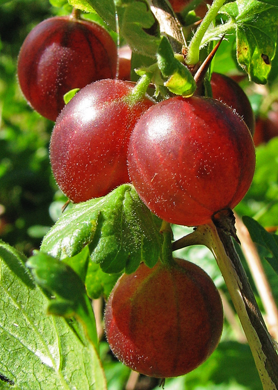 Agrișă (Ribes uva-crispa) — fructe de padure congelate IQF