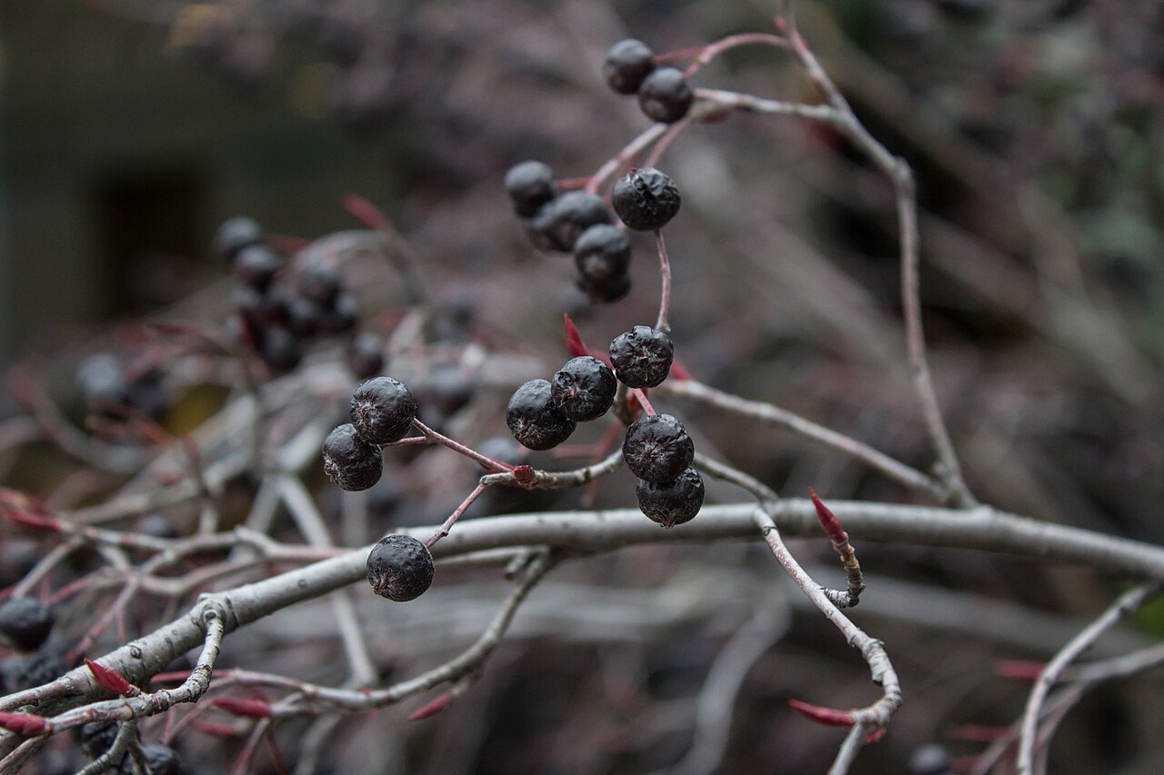 Aronia (Aronia melanocarpa) — fructe de padure congelate IQF