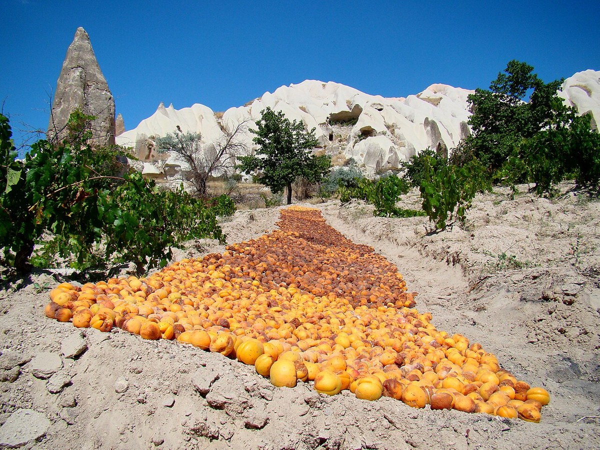 Caise uscate (Prunus armeniaca) — fructe uscate, Fruit Sauvage