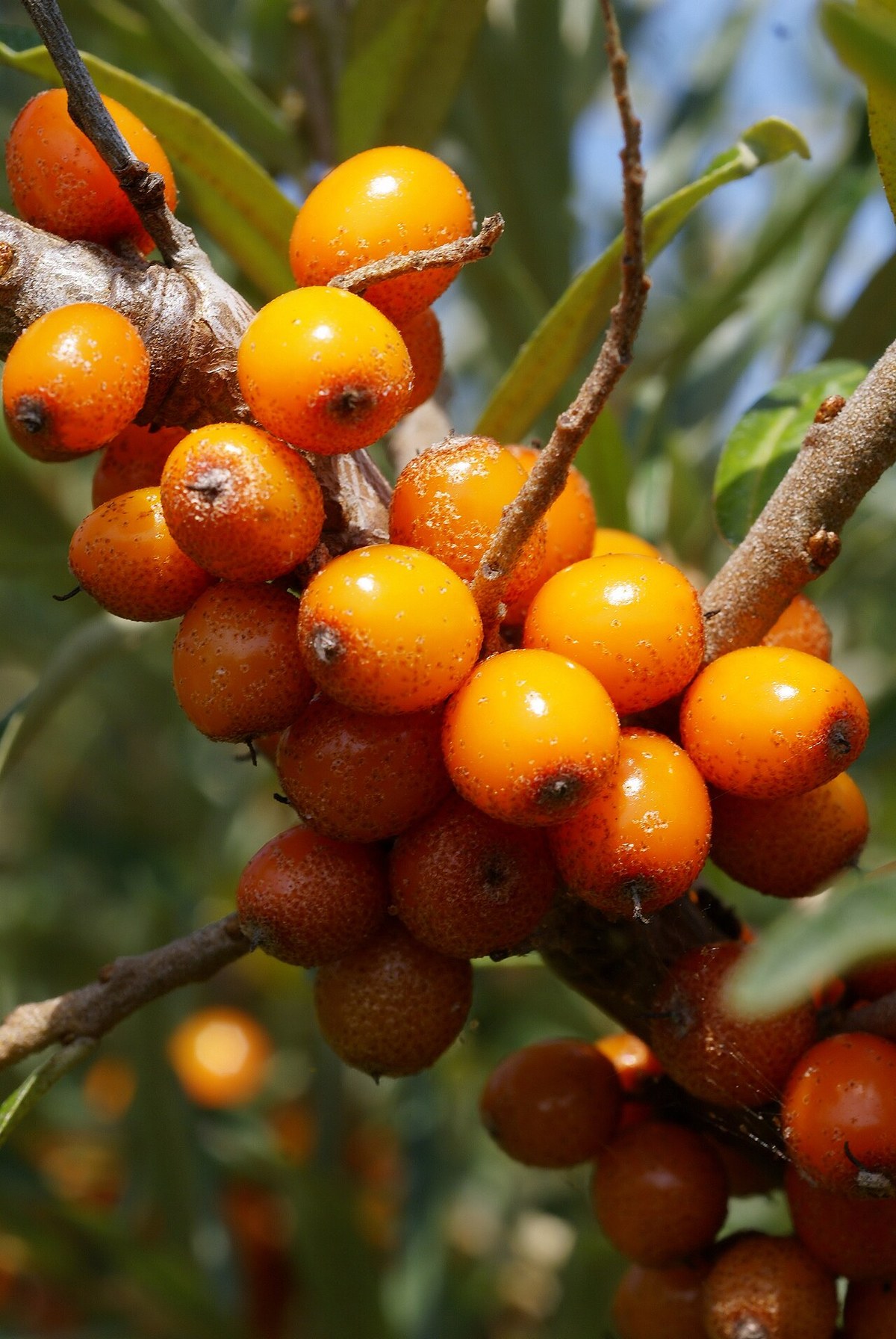 Cătină (Hippophae rhamnoides) — fructe de pădure congelate IQF, Fruit Sauvage
