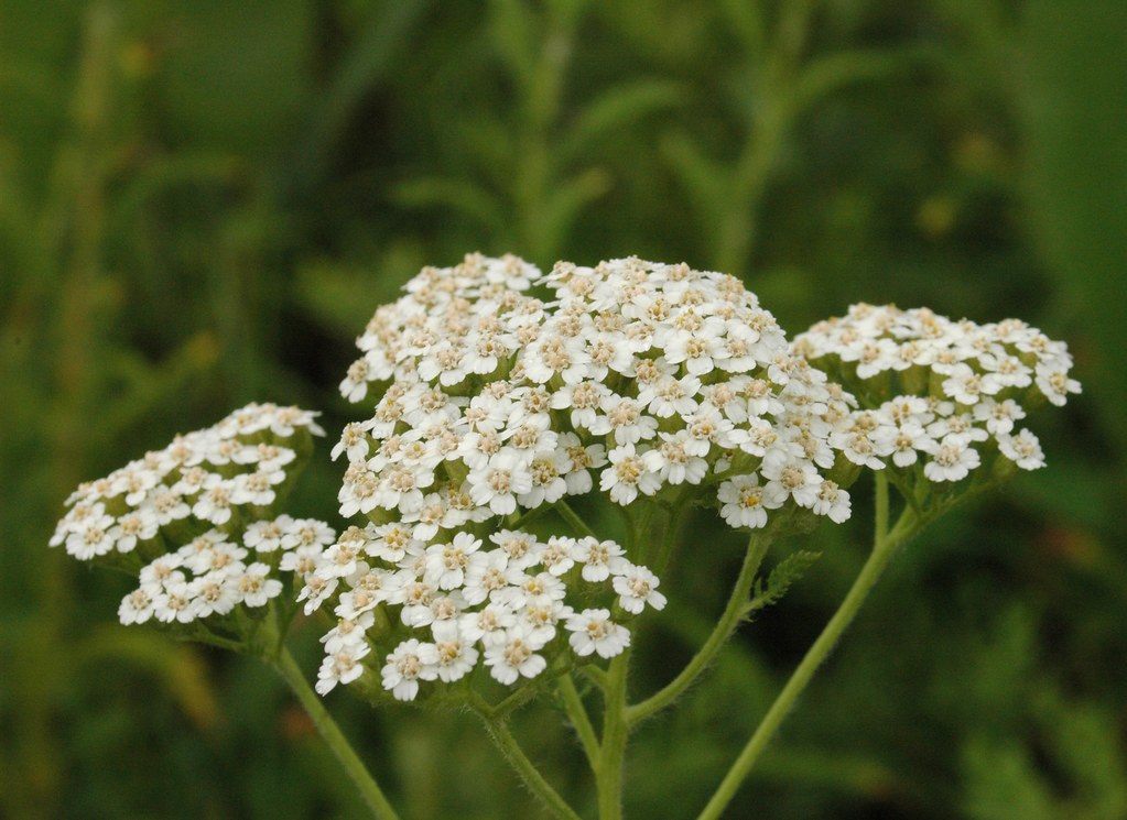 Coada-șoricelului (Achillea millefolium) — plante medicinale de pădure, Fruit Sauvage