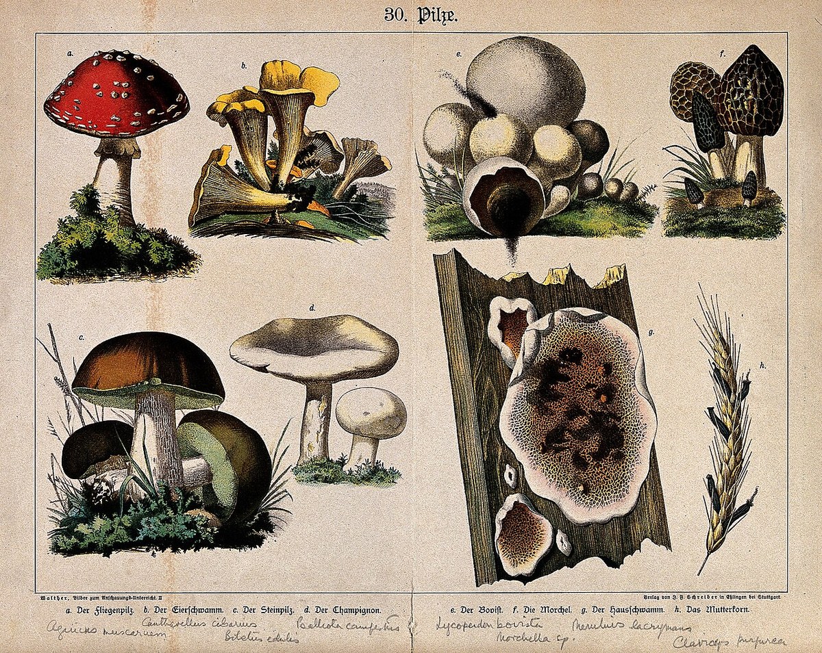 Gălbiori uscați (Cantharellus) (Cantharellus cibarius) — ciuperci uscate, Fruit Sauvage