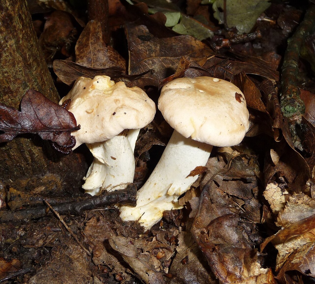 Gălbiori (Cantharellus cibarius) — ciuperci sălbatice, Fruit Sauvage