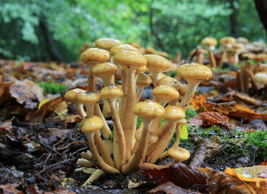 Ghebe uscate (Armillaria) (Armillaria mellea) — ciuperci uscate, Fruit Sauvage