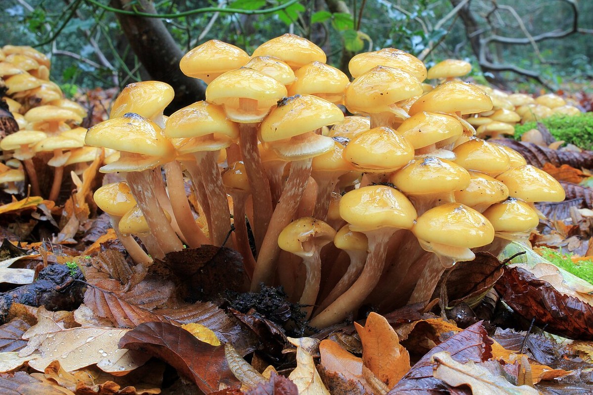 Ghebe (Armillaria mellea) — ciuperci sălbatice, Fruit Sauvage
