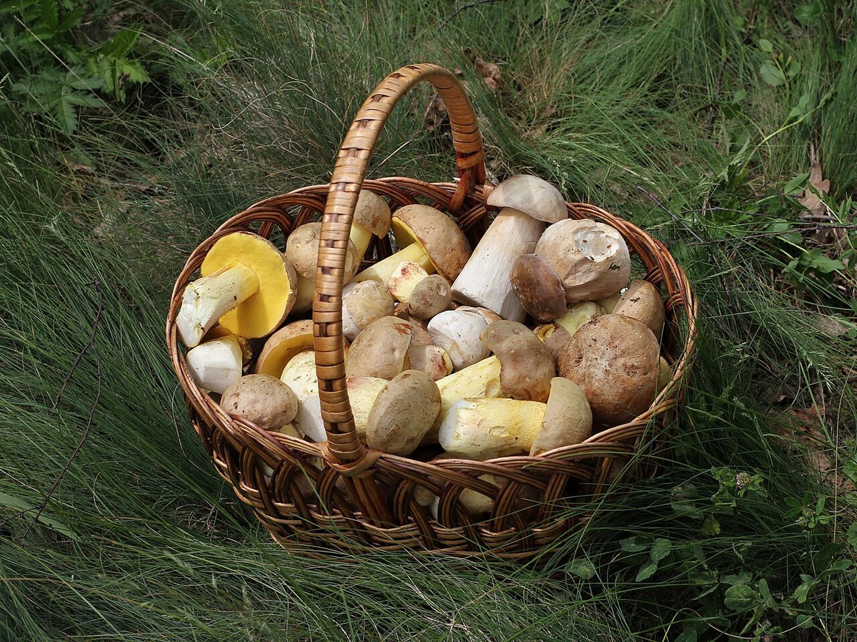 Hrib alb (hrib de vară) (Boletus edulis) — ciuperci sălbatice, Fruit Sauvage