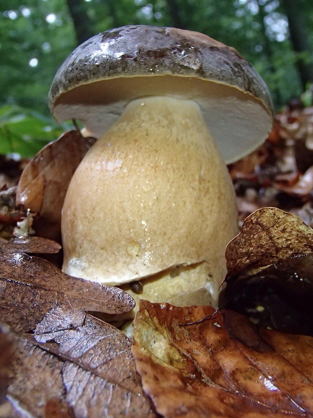 Hrib neguțat (Boletus aereus) — ciuperci sălbatice, Fruit Sauvage