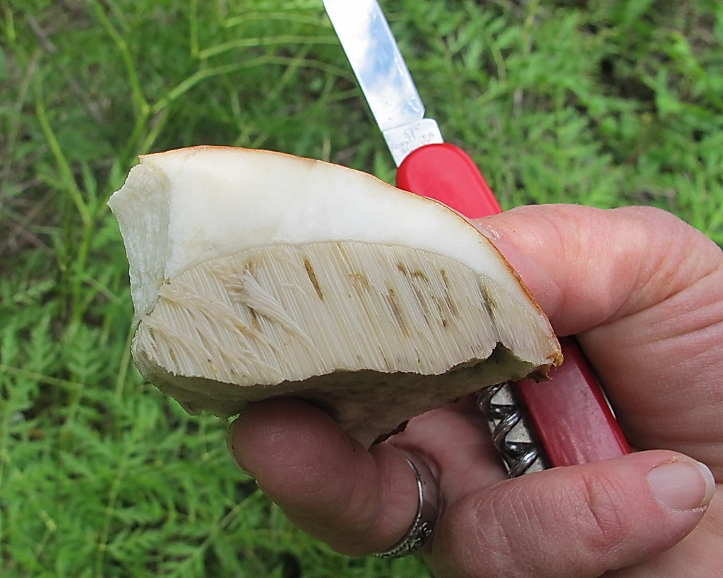 Hrib uscat (Boletus edulis) (Boletus edulis) — ciuperci uscate, Fruit Sauvage