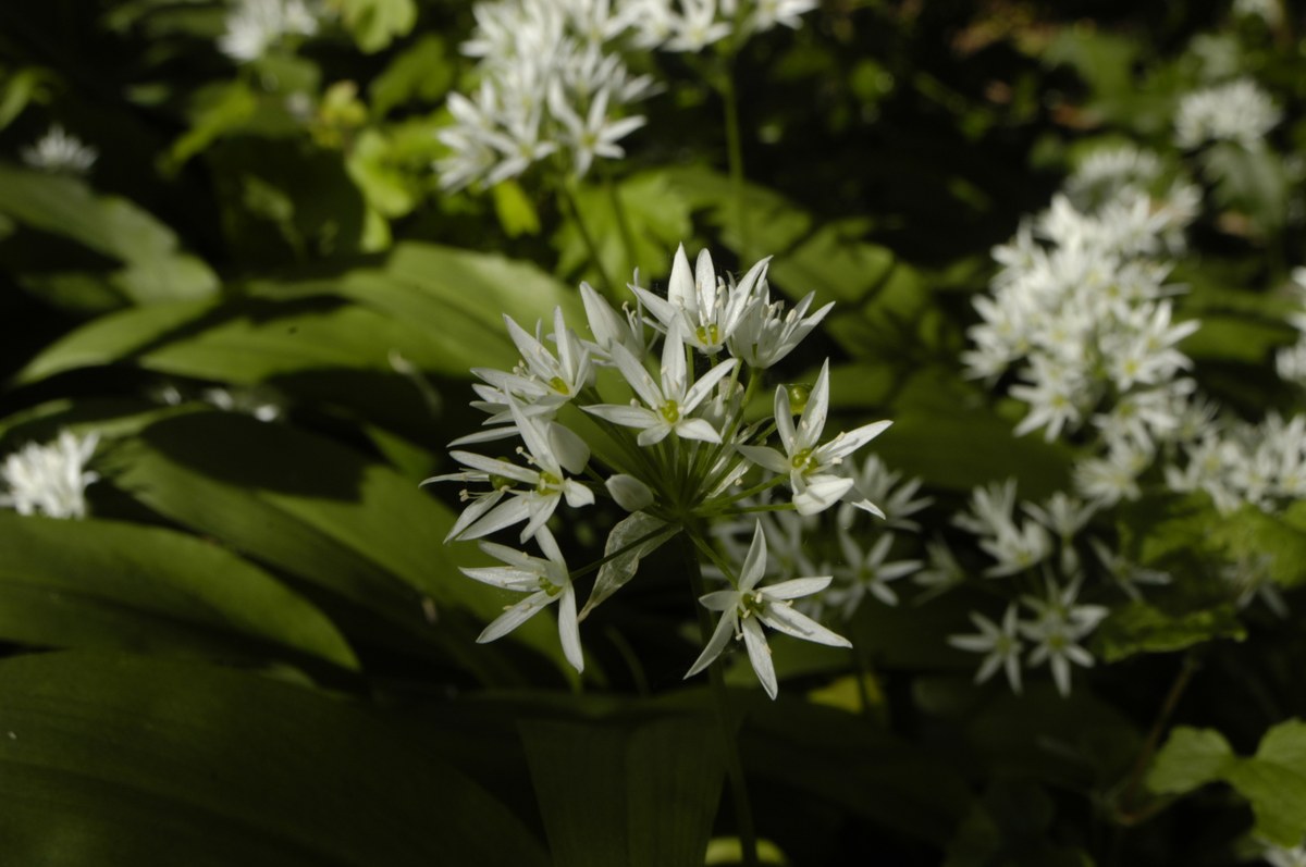 Leurdă (Allium ursinum) — plante medicinale de pădure, Fruit Sauvage