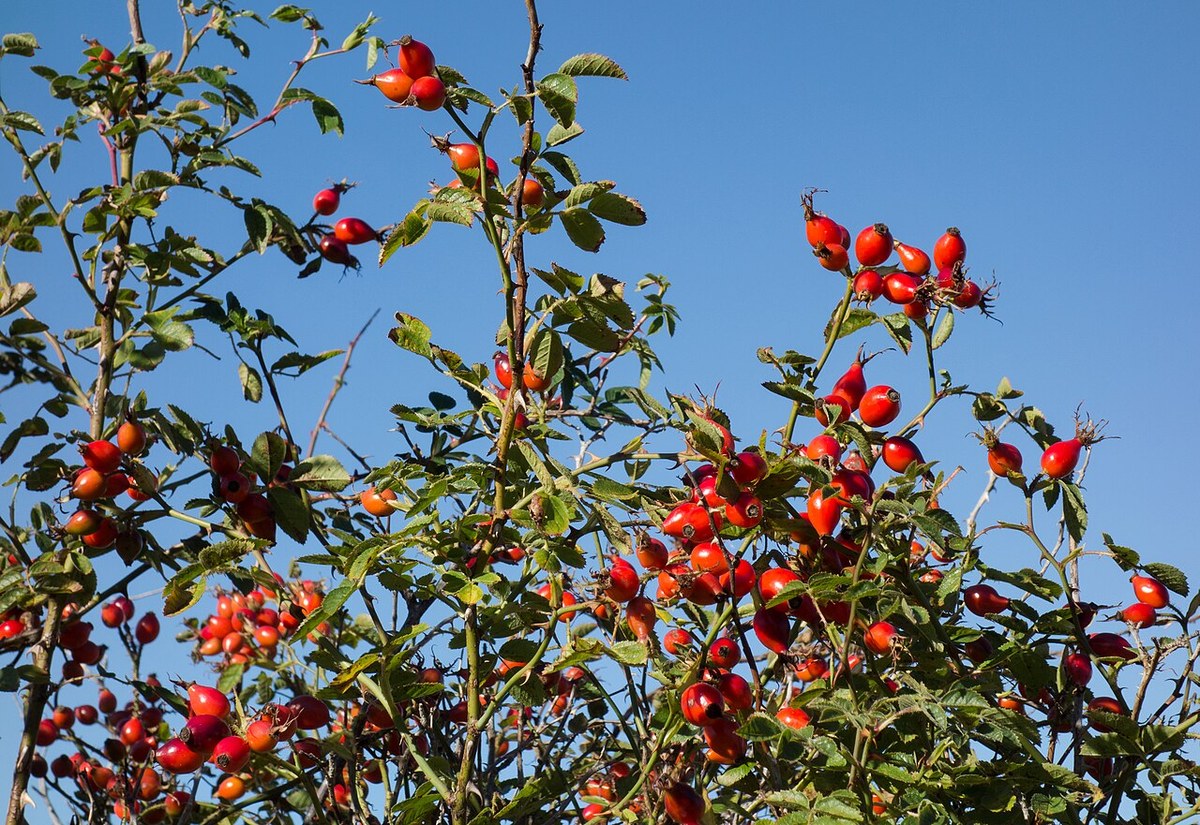 Măceșe (Rosa canina) — fructe de pădure congelate IQF, Fruit Sauvage