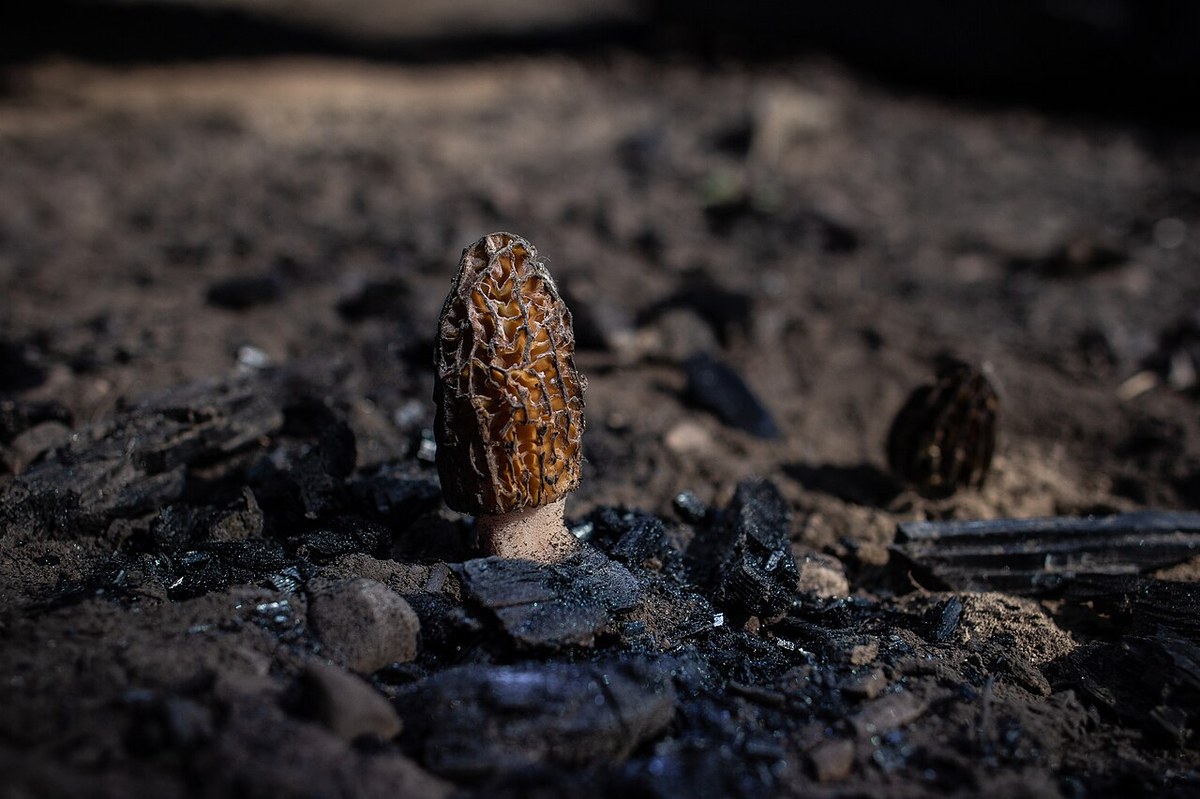 Morhelă uscată (Morchella) (Morchella esculenta) — ciuperci uscate, Fruit Sauvage