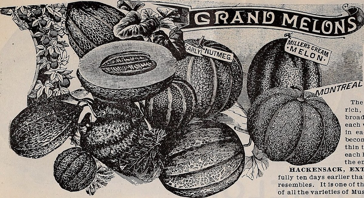 Pepene galben uscat (Cucumis melo) — fructe uscate, Fruit Sauvage