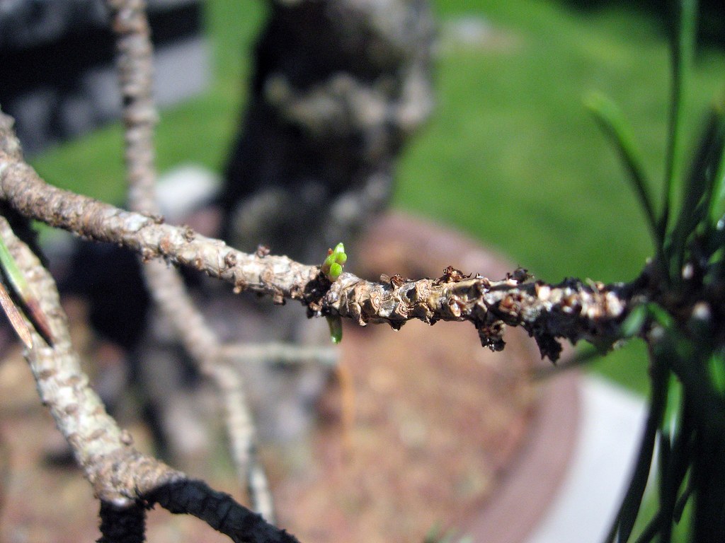 Pin silvestru (muguri) (Pinus sylvestris) — plante medicinale de pădure, Fruit Sauvage