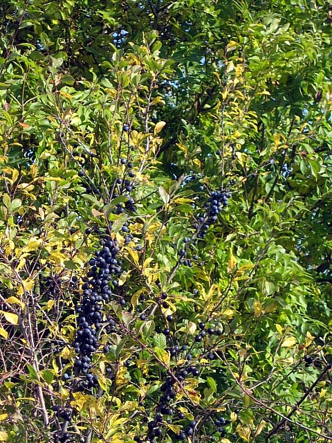 Porumbe (sâmbur negru) (Prunus spinosa) — fructe de pădure congelate IQF, Fruit Sauvage