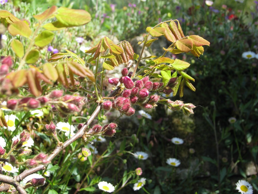 Salcâm (floare) (Robinia pseudacacia) — plante medicinale de pădure, Fruit Sauvage