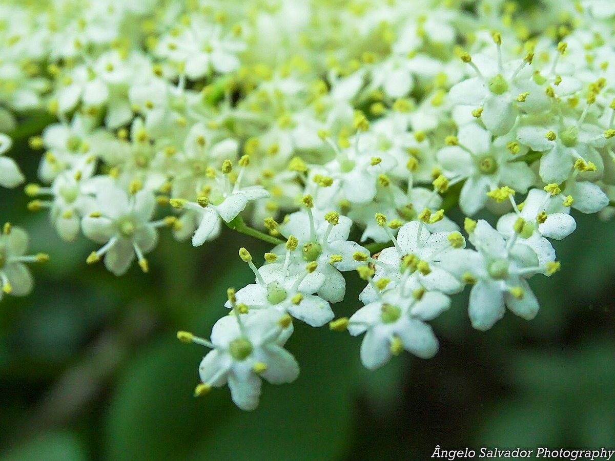 Soc (floare) (Sambucus nigra) — plante medicinale de pădure, Fruit Sauvage