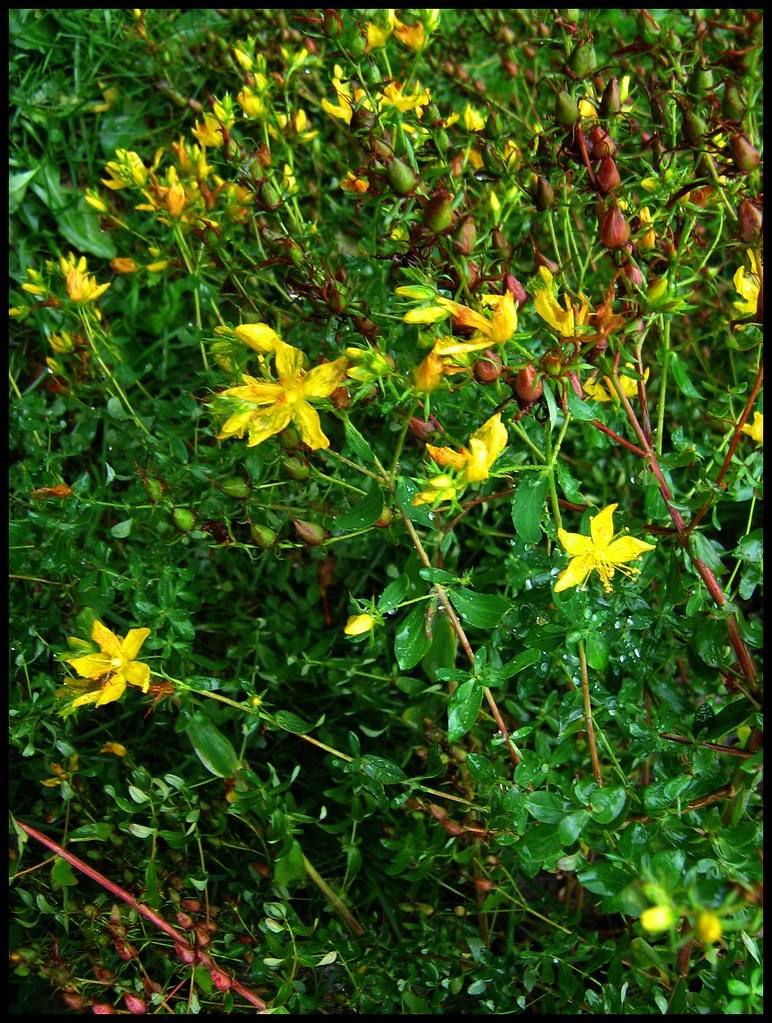 Sunătoare (Hypericum perforatum) — plante medicinale de pădure, Fruit Sauvage