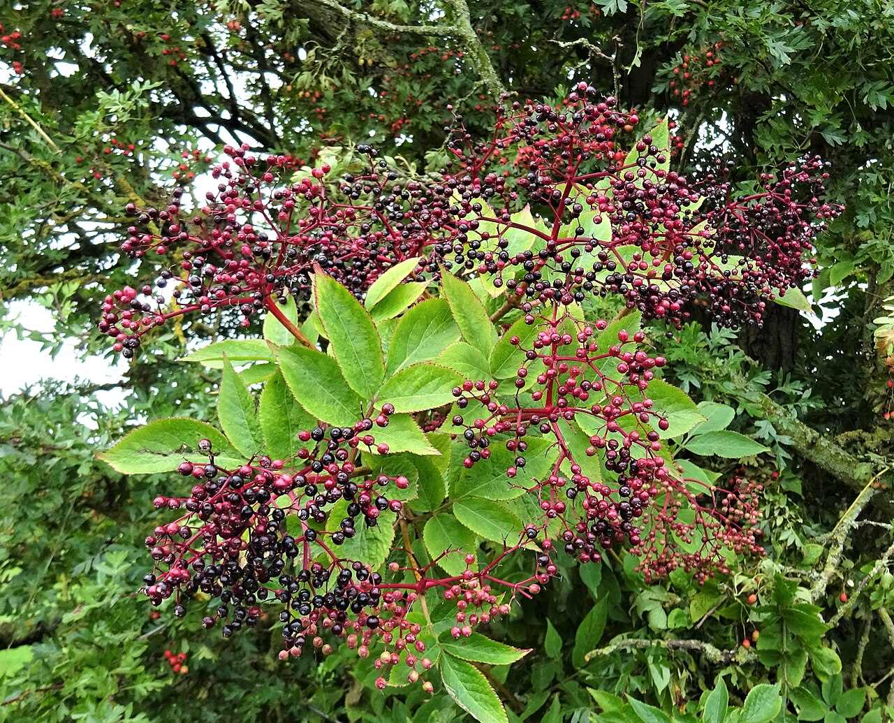 Soc negru (Sambucus nigra) — fructe de padure congelate IQF