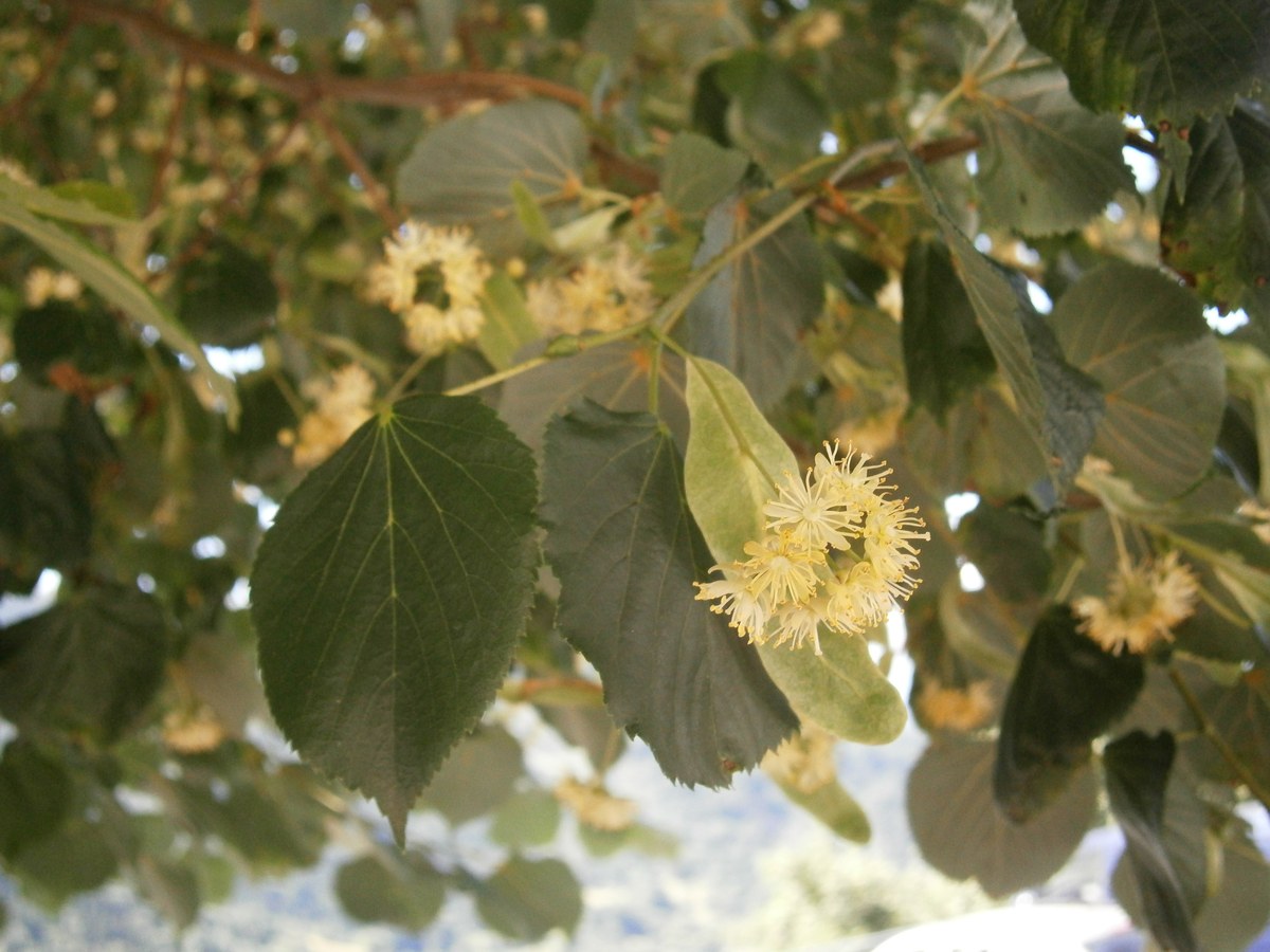 Tei (floare) (Tilia cordata / Tilia tomentosa) — plante medicinale de pădure, Fruit Sauvage