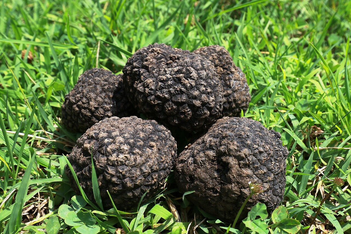 Truffes sauvages