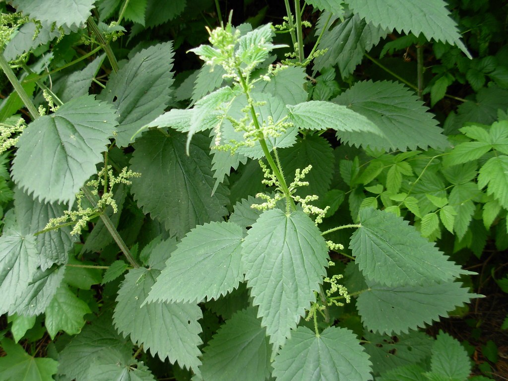 Urzică (boacă) (Urtica dioica) — plante medicinale de pădure, Fruit Sauvage