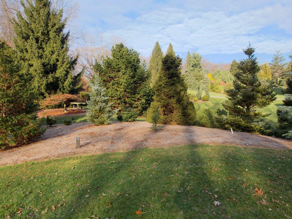 Vârfuri de brad (Abies alba) — plante medicinale de pădure, Fruit Sauvage