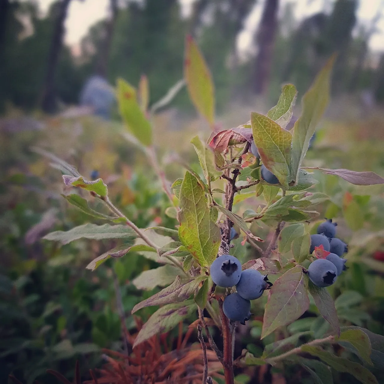 Cultivated produce